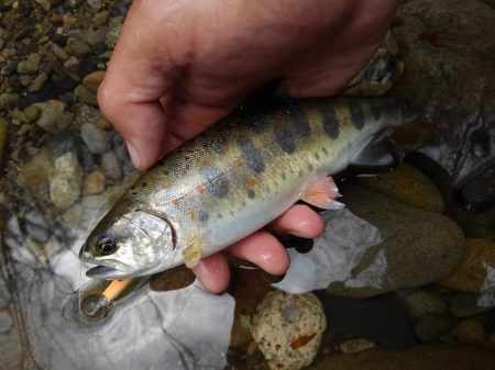 渓流ミノーイング 長良川水系